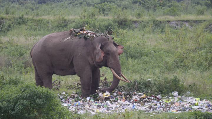 Hungry Elephant Wades Through Pile Of Rubbish In Search For Food