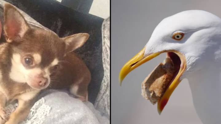 Fears Chihuahua Snatched By Seagull Was Swallowed By Bird Whole 