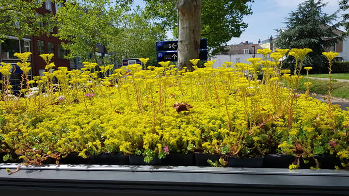 Dutch City Covers 316 Bus Shelters In Plants To Encourage Bees