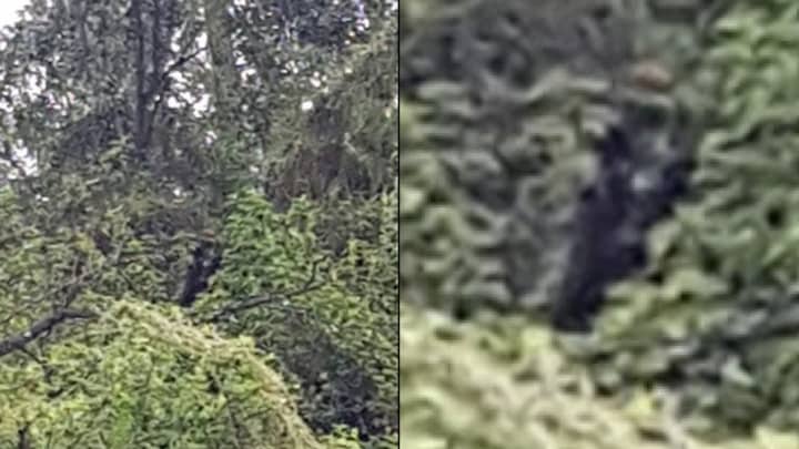 Man Captures Horrifying 'Half-Man, Half-Dog' Creature That Stalked Him On Camera