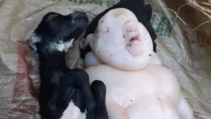 Goat Gives Birth To 'Half-Pig Half-Human' Animal - LADbible