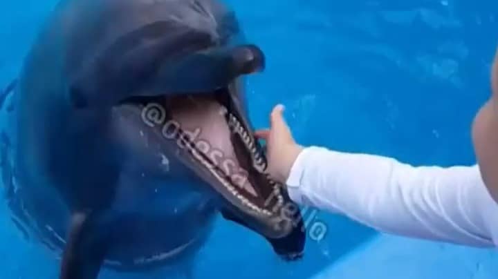 Dolphin Jumps Out Of Water And Bites Boy's Hand