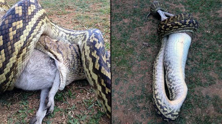 Savage Python Devours Wallaby With Joey In Its Pouch - LADbible