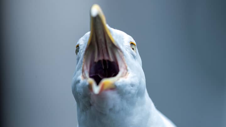 Study Shows That Seagulls Have Learned When School Break Times Are