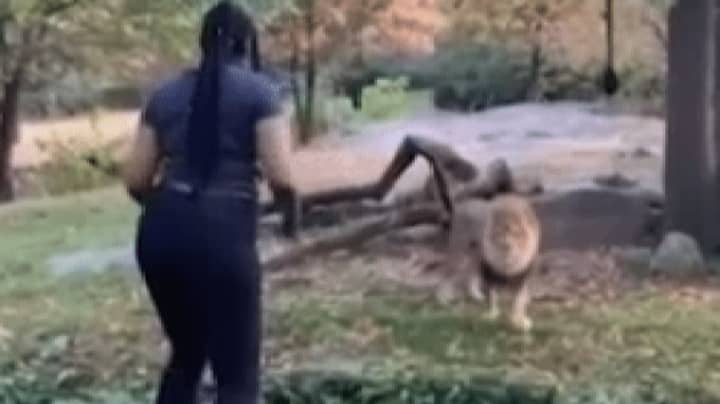 Woman Who Climbed Into Zoo Enclosure Says She Is A Lion Now