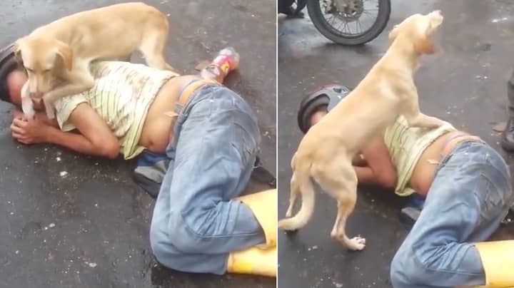 Loyal Dog Guards Drunk Owner As He Sleeps In The Middle Of A Road