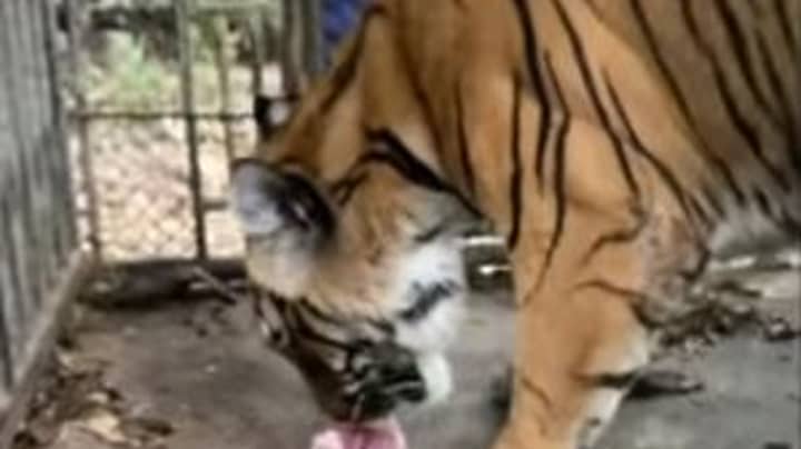 Footage Shows Abandoned Phuket Zoo Where Animals Are Living In Squalor