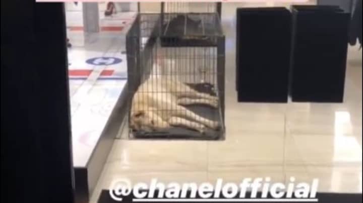 Reality Star Tabitha Willett Outraged After Seeing Dogs In Cages At London Chanel Shop