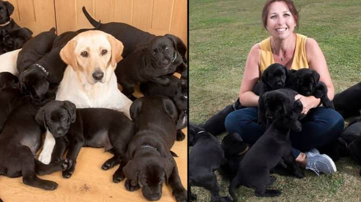 ​Golden Labrador Gives Birth To 13 Black-Coated Puppies