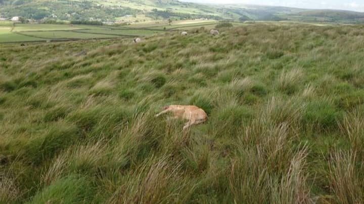 UFO Enthusiast Claims Calf Was Abducted And Killed By Aliens