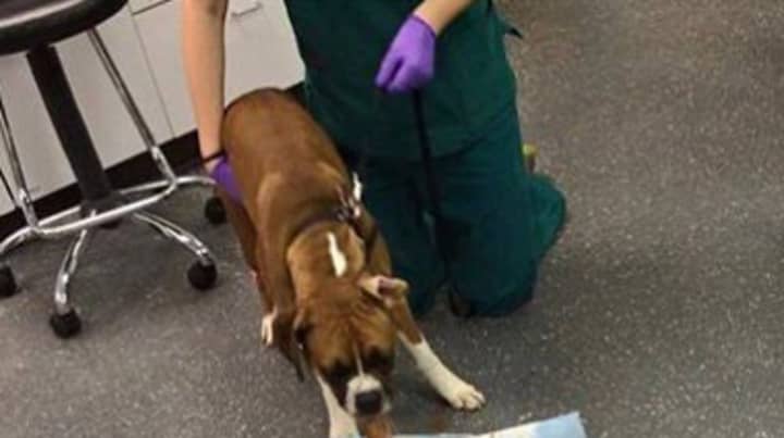 Vet Shares Shocking Photo Of What Can Happen If You Give Your Dog Chocolate 
