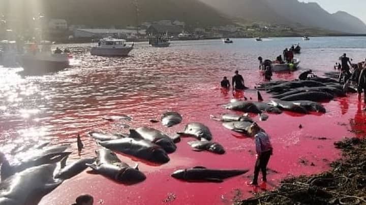 The Faroe Islands Has Cruelly Slaughtered 131 Whales In The Past 24 Hours