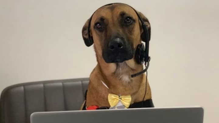 Stray Dog Who Kept Visiting Car Dealership Gets Adopted And Given A Job