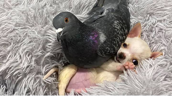 Rescue Pup Becomes Best Friends With Rescue Pigeon