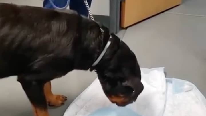 Dog Casually Throws Up Sex Toy In Middle Of Vets Leaving Them In Hysterics