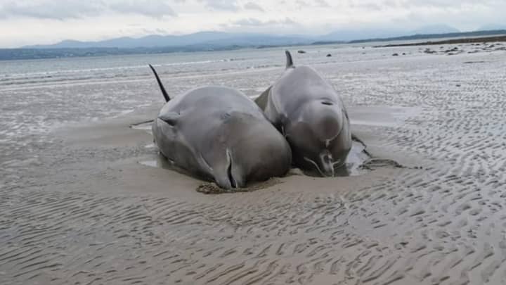 Seven Whales Have Died After Becoming Stranded On Irish Beach 