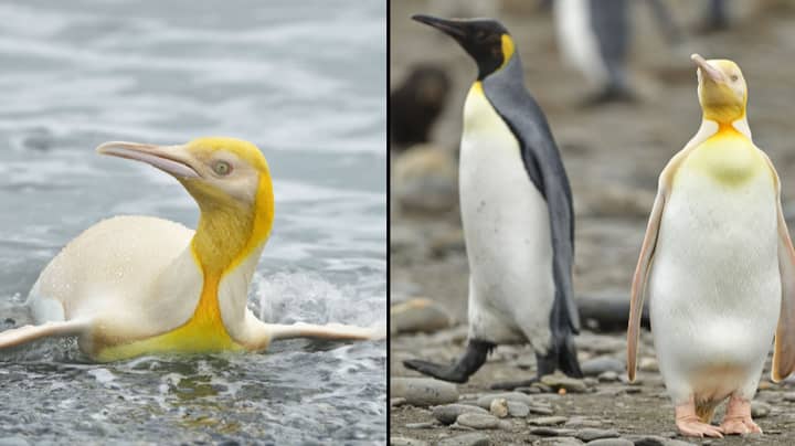 'First Ever' Yellow Penguin Spotted By Photographer