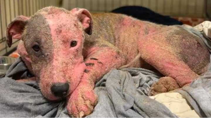 Dog Who Was Buried Alive And Left For Dead Makes Incredible Recovery 