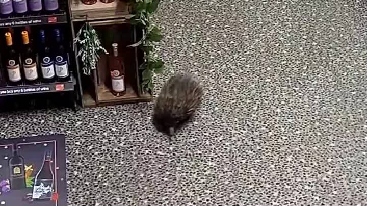 Unruly Echidna Breaks Into Alcohol Shop, Smashes Bottles And Passes Out
