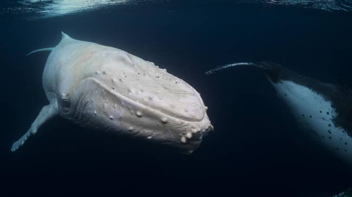 Photographer Captures Incredible Images Of All White Humpback Whale