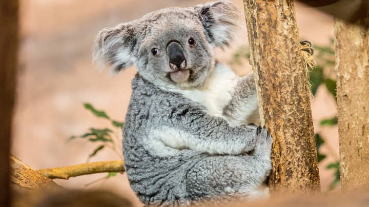 People Are Freaking Out After Hearing What Koalas Actually Sound Like