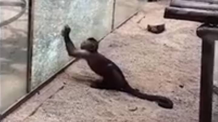 ​Monkey Sharpens Rock And Smashes Zoo Enclosure Window