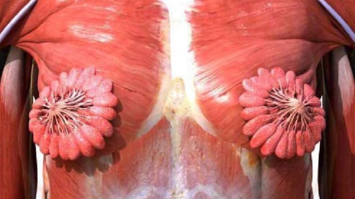 Picture Showing What A Woman's Milk Duct Looks Like Goes Viral