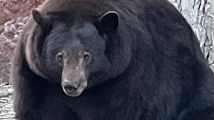 ​Giant Bear ‘Hank The Tank’ Keeps Breaking Into People’s Homes And Eating Their Food