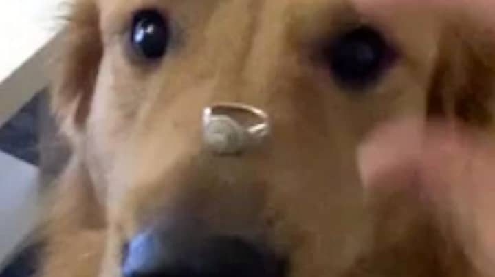 Woman's Attempt To Get Dog To Pose With Engagement Ring Goes Wrong