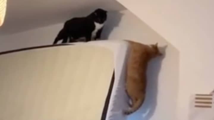 Cats Hilariously Recreate Scene From The Lion King