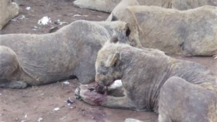 Disgusting Images Have Emerged Of Neglected Farmed Lions