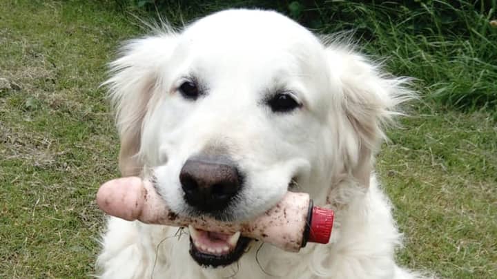 Golden Retriever Finds Sex Toy On Walk And Refuses To Let It Go