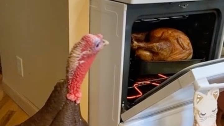 Woman Shows Pet Turkey Her Thanksgiving Turkey Being Cooked In Oven