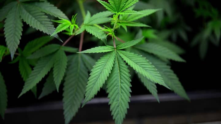 Students Can Now Study Medicinal Cannabis At University In New Zealand