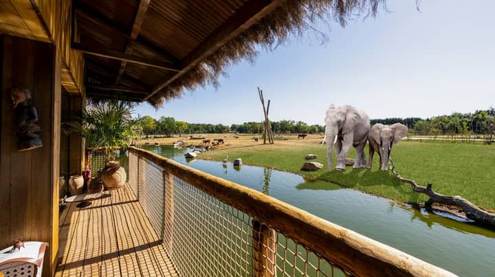 UK Safari Park Forced To Delay Launch Of Luxury Lodges Due To Coronavirus