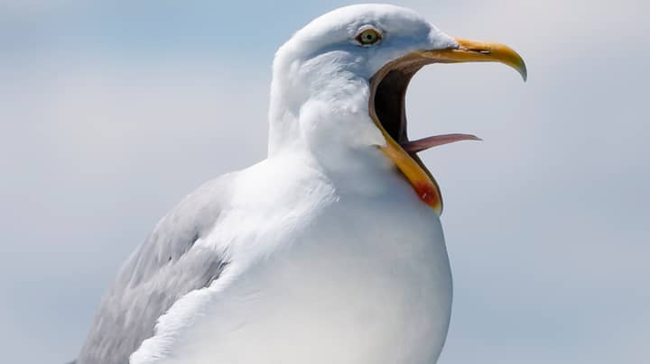 Man Avoids Arrest After Seagull Steals His Weed