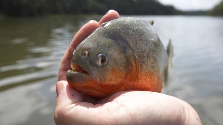 Man Gets Eaten By Piranhas After Drowning In Lake While Escaping Bee Attack