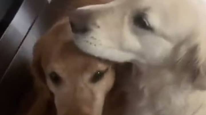 Golden Retriever Adorably Apologises To His Brother After Stealing A Treat