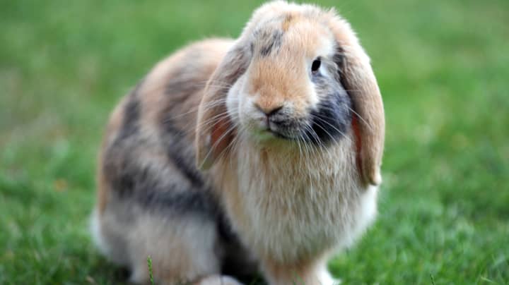 Rabbits Should Be Kept In Pairs Or Groups to Avoid Loneliness, Say Vets