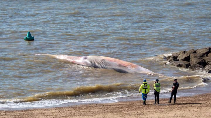 Giant 40-Foot Whale Washes Up On Essex Beach