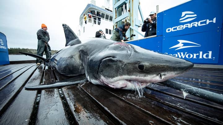 Huge 13-Foot Great White Shark Found With Bite Marks From Even Bigger Predator