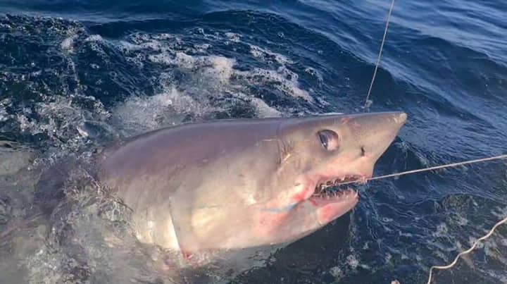 Fisherman Reels In 500lbs Porbeagle Shark Off The Coast Of Cornwall