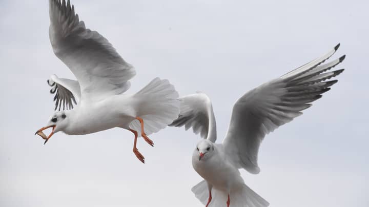 Man Fined More Than £1,000 After Killing Seagull That Tried To Steal His Lunch 