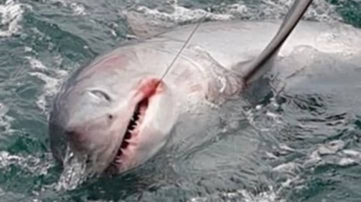 Fisherman Captures Record-Breaking Seven-Foot 'Monster' Shark Off The Coast Of Devon