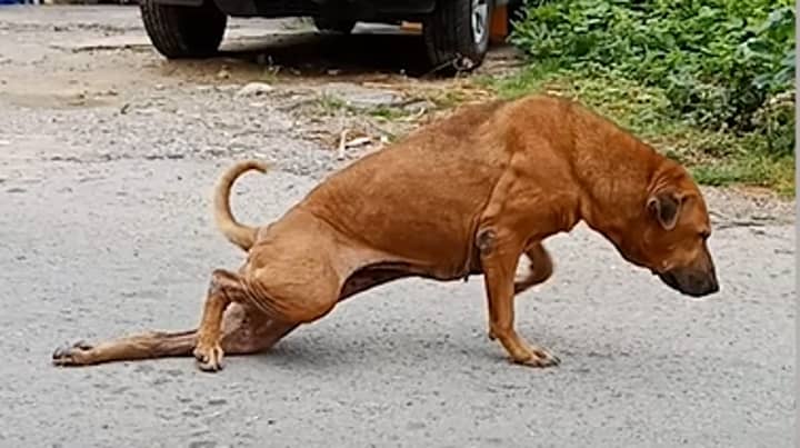 Dog Fakes Broken Leg In Order To Get People To Feed Him