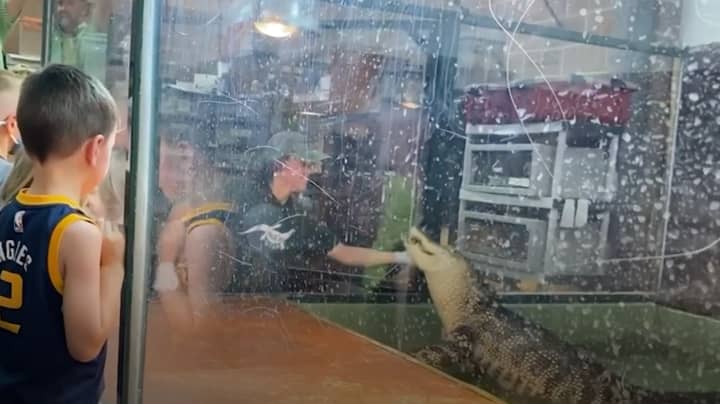 Zoo Visitor Leaps Into Alligator Enclosure To Save Handler After Reptile Bites Her Hand