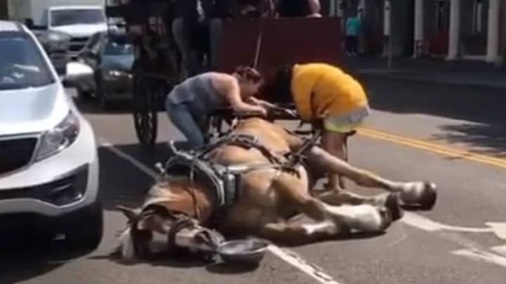 Video Shows Horse Passed Out From The Heat While Pulling Carriage