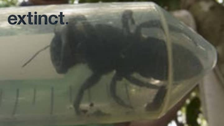 World's Biggest Bee Thought To Be Extinct Has Been Rediscovered