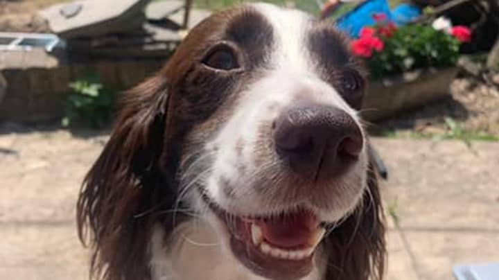 Family 'Distraught' As Beloved Spaniel Dies After Getting Fright From Fireworks
