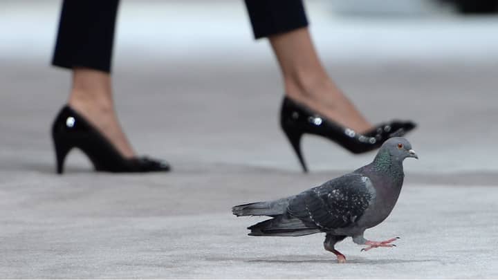 Pigeon Caught Carrying Nearly 200 Ecstasy Pills On Its Back 